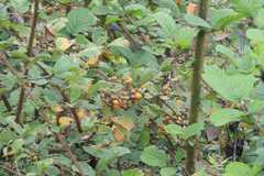 Rubus ellipticus